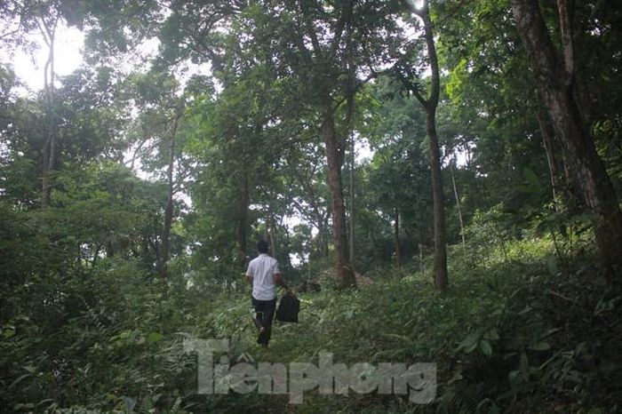 Những cây gỗ lim quý trong khu rừng luôn xanh tốt và được người dân nơi đây bảo vệ nghiêm ngặt.