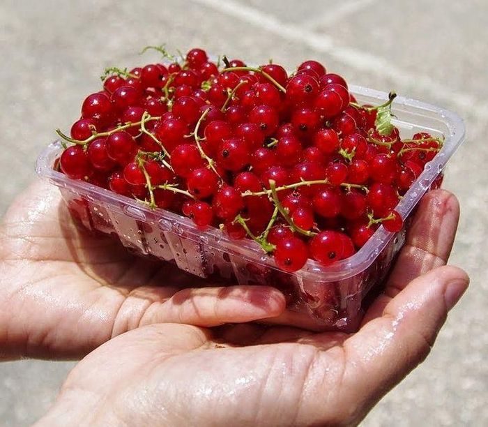 5. Nam việt quất: Loại quả nhỏ này chứa nhiều vitamin C và một chất chống oxy hóa gọi là quercetin có thể giúp tăng cường hệ miễn dịch. Trong một nghiên cứu từ Đại học Florida (Mỹ), các nhà khoa học phát hiện ra rằng những người uống nước ép nam việt quất có ít triệu chứng cảm lạnh hơn những người không uống nước ép. Ảnh: BS.