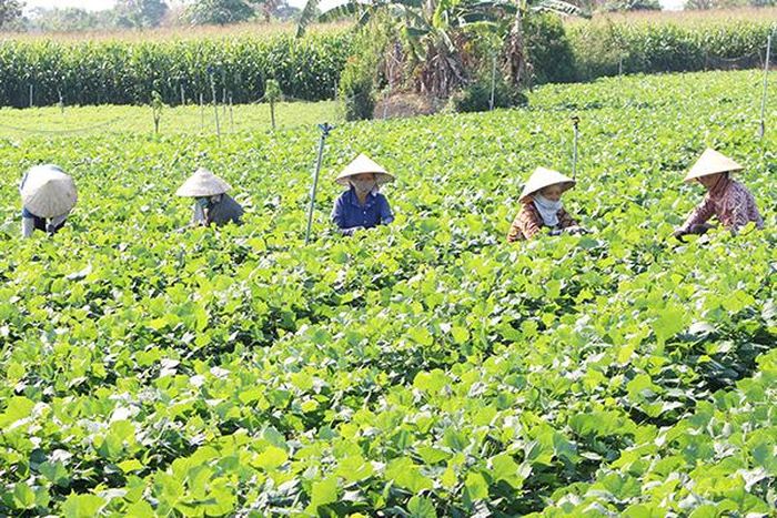 Những người làm thuê cắt tỉa ngọn củ sắn cho nhà vườn tại xã Xuân Tây (H.Cẩm Mỹ)