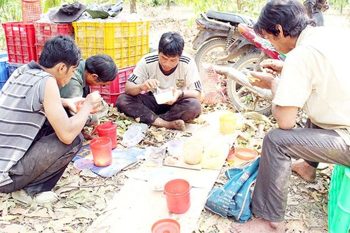 Một nhóm công nhân bao xoài ở xã Phú Thanh (H.Tân Phú) tranh thủ ăn trưa