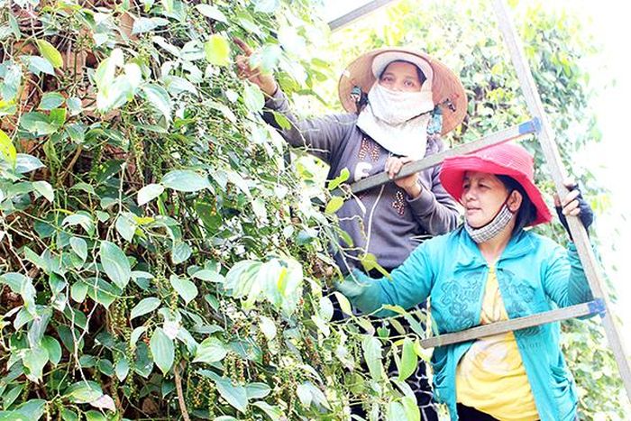 Hái tiêu thuê tại xã Suối Cao (H.Xuân Lộc)