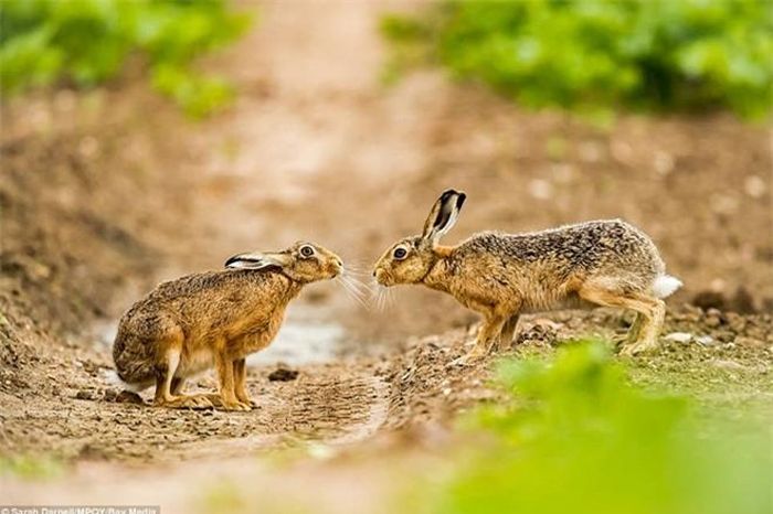 Một đôi thỏ dạo chơi ở bìa rừng Norfolk đã được nhiếp ảnh gia Sarah Darnell "tóm gọn". Tác giả của bức hình tiết lộ, hồi sau của bức ảnh là một hành động vô cùng âu yếm.