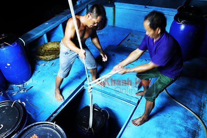  Cá tươi được cho vào thùng phuy ướp lạnh đưa xuống hầm thuyền thu mua. 