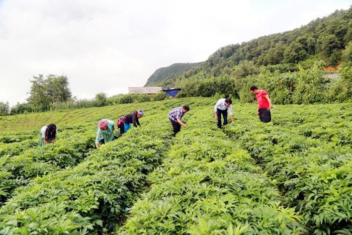Nông dân Y Tý trồng cây dược liệu.