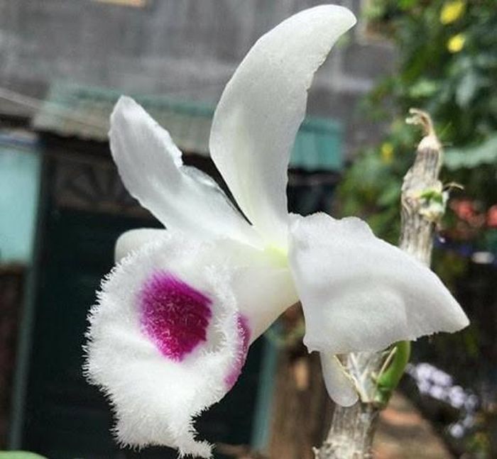Một giống lan đột biến đang gây sốt trên thị trường hiện nay