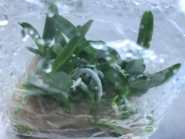 Viện Công nghệ sinh học Lâm nghiệp - Đại học Lâm nghiệp đã nhân giống In vitro thành công nhiều loại hoa Lan (Phi điệp Trắng, phi điệp tím, Trầm tím, Đai châu, Quế lan hương, Tam bảo Sắc) và hoa Dạ,…