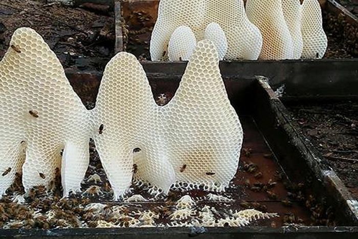 Mật ong giúp làm dịu da và rất tốt cho sức khỏe. Ảnh: Ngọc Lê