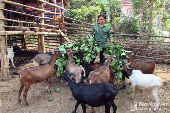 Nuôi dê hàng hóa ở Nghĩa Đàn. Ảnh tư liệu - Đinh Thùy