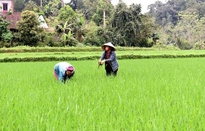 Người dân thôn Nà Chang, xã Năng Khả (Na Hang) làm cỏ, chăm sóc lúa mùa.