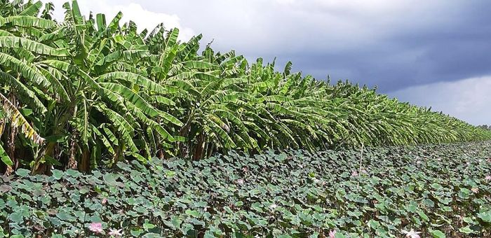 Những cánh đồng chuối bạt ngàn ở huyện U Minh Thượng (Kiên Giang), được nông dân trồng xen canh với cây sen nhằm tăng thêm thu nhập 