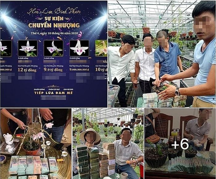 Những giao dịch, mua bán hoa lan “đột biến gen” được livestream rộng rãi trên các trang mạng xã hội Ảnh: Internet