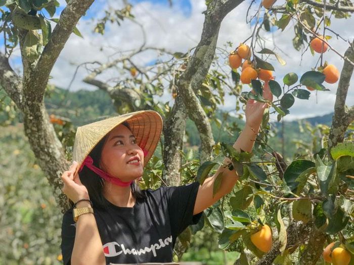 Thu hoạch hồng chín sớm tại vườn hồng Nguyễn Hữu Trí