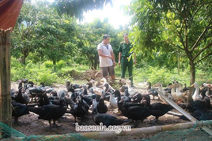 Cán bộ Ban CHQS huyện hướng dẫn nhân dân áp dụng tiến bộ kỹ thuật vào chăn nuôi gia cầm.