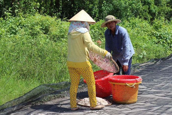 Ruốc được mùa, những người làm nghề phơi ruốc cũng có thu nhập mỗi ngày hơn 100 ngàn đồng.