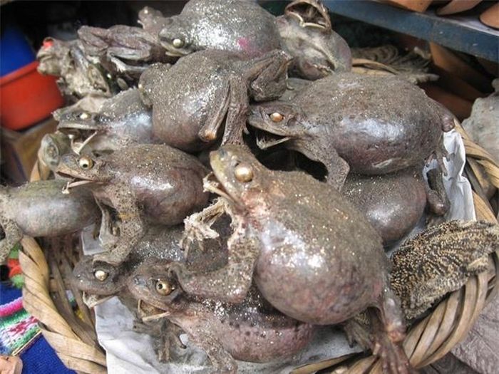 Rất nhiều bào thai lạc đà không bướu được bán ở đây. Người dân Bolivia tin rằng, chôn bào thai xuống nền nhà để làm hài lòng thần Pachamama, vốn mang lại nhiều may mắn, giàu có.