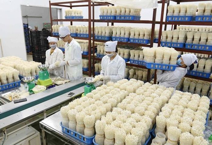 Ở cấp độ thấp, kinh tế tuần hoàn tập trung vào quá trình sản xuất các mặt hàng nông sản; khuyến khích và yêu cầu áp dụng các phương pháp sản xuất sạch hơn và thiết kế sinh thái (Trong ảnh: Sản xuất nấm kim châm cho thị trường trong nước và xuất khẩu tại Công ty xuất nhập khẩu Kinoko Thanh Cao, huyện Mỹ Đức, Hà Nội). Ảnh: TTXVN