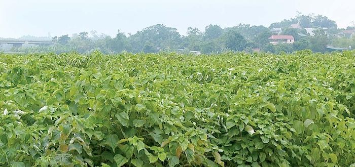 Cây gai xanh góp phần giảm nghèo bền vững cho người dân trong huyện.