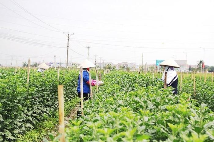 Chuyển đổi đất canh tác lúa truyền thống sang trồng hoa tại huyện Mê Linh mang lại giá trị kinh tế cao.