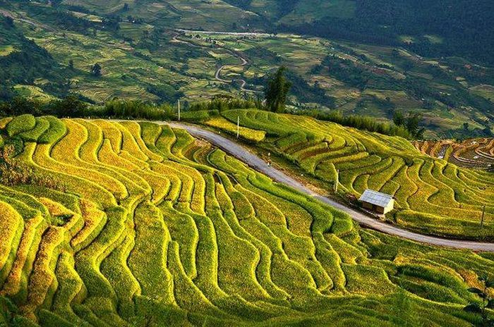 Ruộng bậc thang vùng cao Ý Tý (Lào Cai) luôn hấp dẫn du khách xa gần tìm tới khám phá.