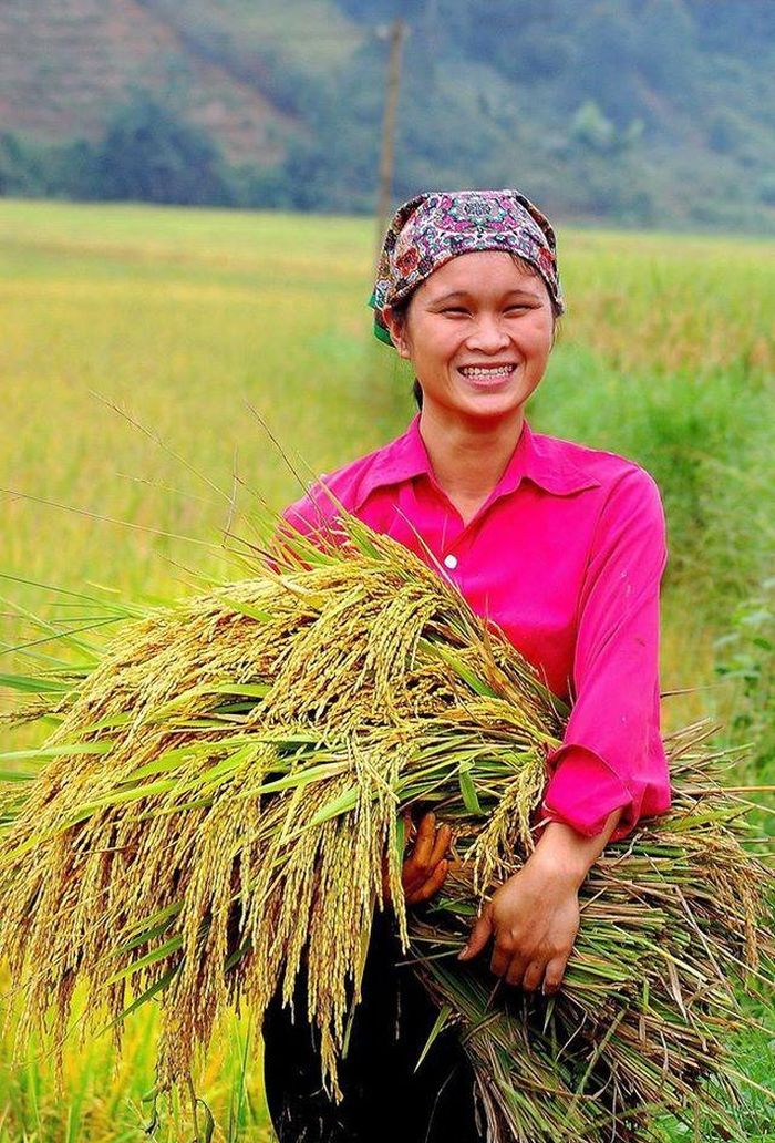 Niềm vui ngày mùa.