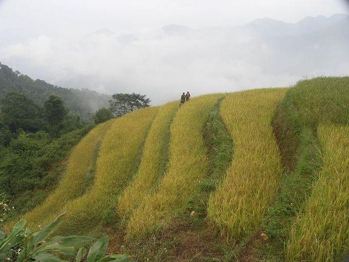Nét đẹp thanh bình của danh thắng ruộng bậc thang Hoàng Su Phì (Hà Giang).
