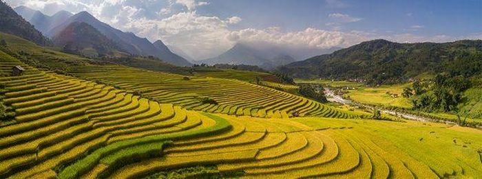 Sắc thu vàng quyến rũ của vùng cao Sa Pa mùa lúa chín.