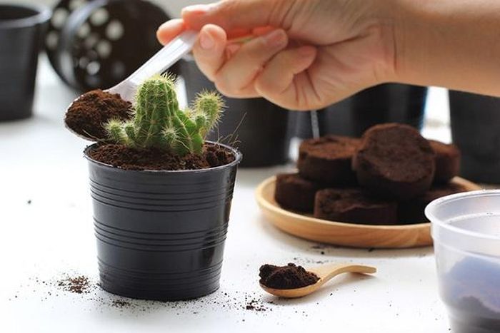 Bạn chỉ cần sử dụng bã cà phê bón phân cho cây bằng cách rải chúng lên đất xung quanh cây trồng (Ảnh minh họa)