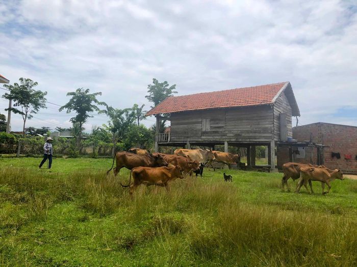 Gia đình bà Rơ Ô Plú (buôn Prong, xã Ia Mlah, huyện Krông Pa) có thu nhập ổn định từ chăn nuôi bò. Ảnh: Gia Hưng