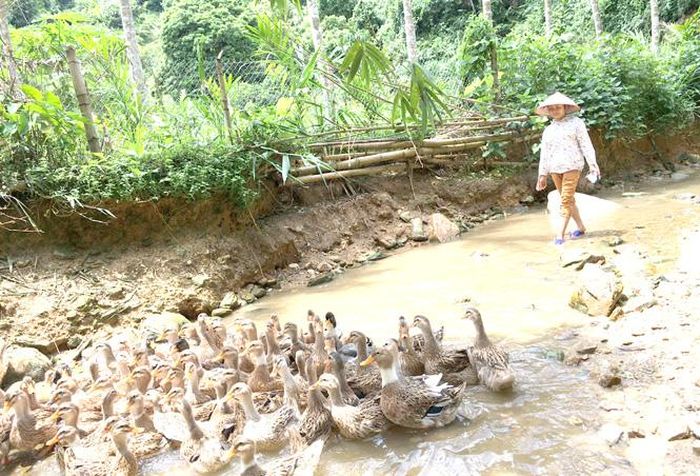 Tận dụng nguồn nước từ khe suối Minh Hương, chị Vân chăn thả vịt thịt.