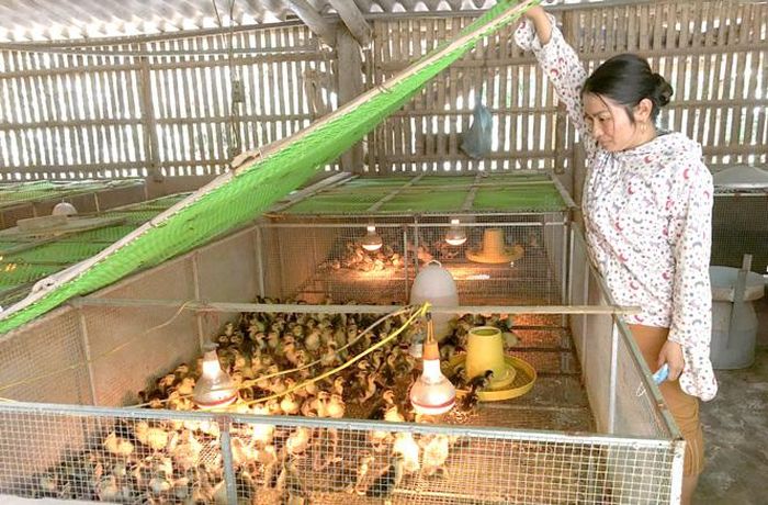 Chị Vân kiểm tra khu úm vịt con.