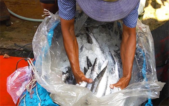 Những con cá đem từ biển về, để làm ra khô cá biển.