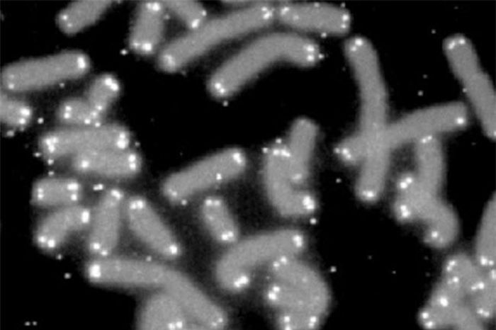 Đoạn đầu của gen con người có thể giúp chúng ta trường sinh? Ảnh:Human Genome Program.
