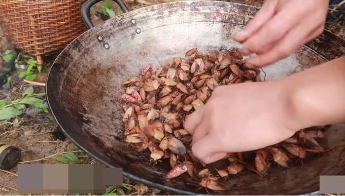 Từ những con bọ kiến vương sống trộn ớt đến bọ xít cũng được những thanh niên này đem ra ăn một cách ngon lành.