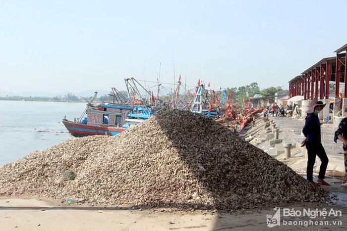Giữa sân cảng Lạch Vạn cũng có những 'núi' vỏ ốc, ảnh hưởng đến việc giao thương, buôn bán của bà con khi thuyền về bến. Ảnh: P.V