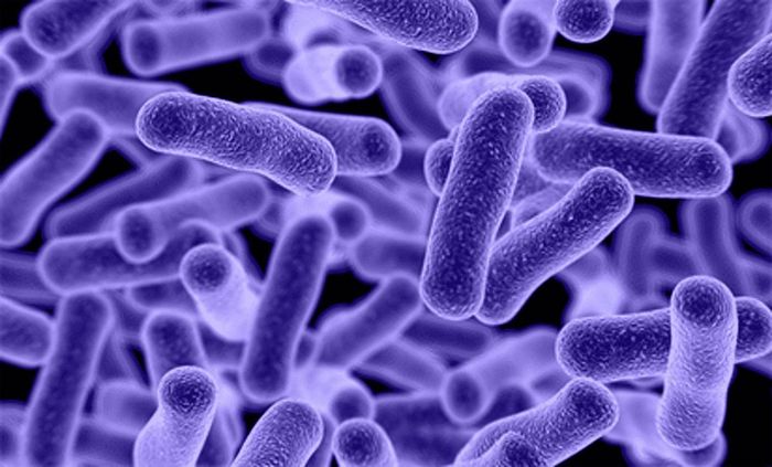 Khuẩn salmonella có hình dạng móng tay gây ra bệnh thương hàn. Ảnh: Vanguard