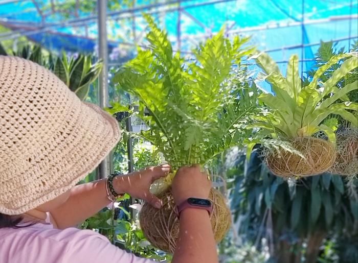 Từ những cây cảnh mà khách hàng có sẵn, MymyViet giúp họ tạo thành một sản phẩm mới, có sức sống, sức bền theo thời gian mà lại mới mặt bố cục, thẩm mĩ