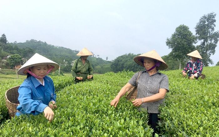 Nhiều năm nay, trong chiến lược phát triển kinh tế - xã hội của tỉnh, cây chè được coi là cây trồng mũi nhọn ở vùng đất trung du mang lại hiệu quả cao.- Nông dân xã Văn Miếu, huyện Thanh Sơn thu hoạch chè giống mới.