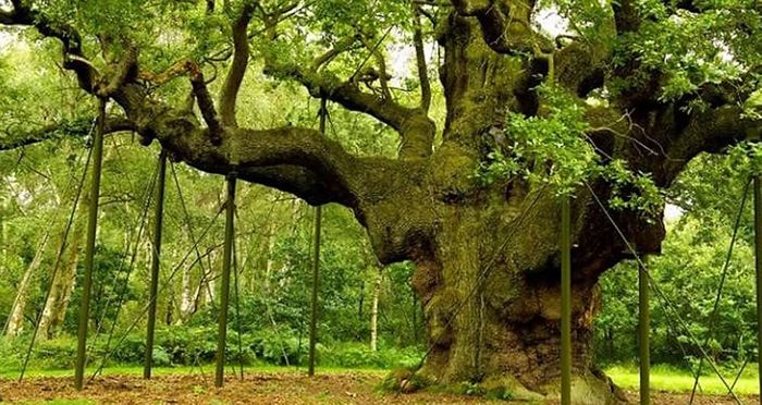 Tuy nhiên, hành động này được giới chuyên gia đánh giá là có hại cho cây sồi cổ thụ. Vì vậy, giới chức Anh và các nhà bảo tồn tiến hành bảo vệ cây sồi.