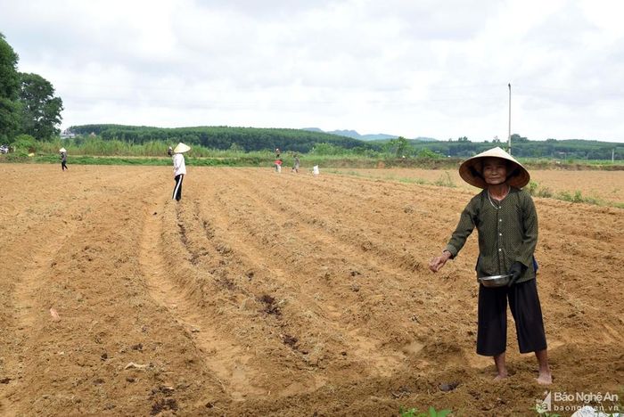 Huyện Yên Thành kế hoạch vụ đông này gieo trồng 3.845 ha, trong đó cây ngô chiếm 1.350 ha, cây khoai lang 200 ha; lạc 60 ha; rau xanh 1.450 ha. Một số cây trồng chủ lực: Ngô, khoai tây, rau, củ, quả khác. Trong ảnh, bà con nông dân xã Minh Thành gieo trồng ngô vụ đông sớm trên đất màu. Ảnh: Xuân Hoàng