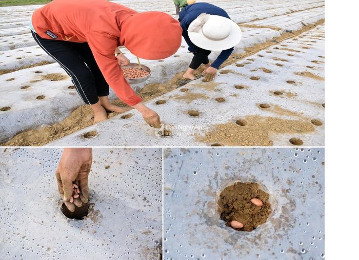 Bà con nông dân xã Diễn Kỷ cho biết, lạc giống bóc vỏ, xong đem ra trỉa. Mỗi lỗ gieo 2 hạt, đề phòng có hạt bị hư hỏng. Ảnh: Xuân Hoàng
