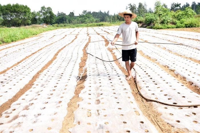 Những cánh đồng lạc sau khi trỉa, do đất còn khô, nên bà con phải sử dụng nguồn nước giếng khoan để tưới hàng ngày. Ảnh: Xuân Hoàng