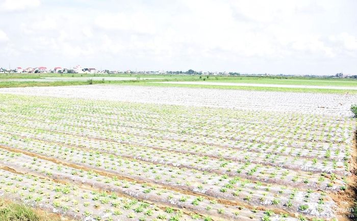 Ông Lê Thế Hiếu - Trưởng phòng Nông nghiệp và PTNT huyện Diễn Châu cho biết: Vụ đông năm nay, kế hoạch của huyện sản xuất 4.300 ha lạc, ngô, rau đậu các loại. Trong đó, riêng lạc 850 ha, đến ngày 2/9, một số nơi đã trồng xong toàn bộ diện tích ngô và lạc. Ảnh: Xuân Hoàng