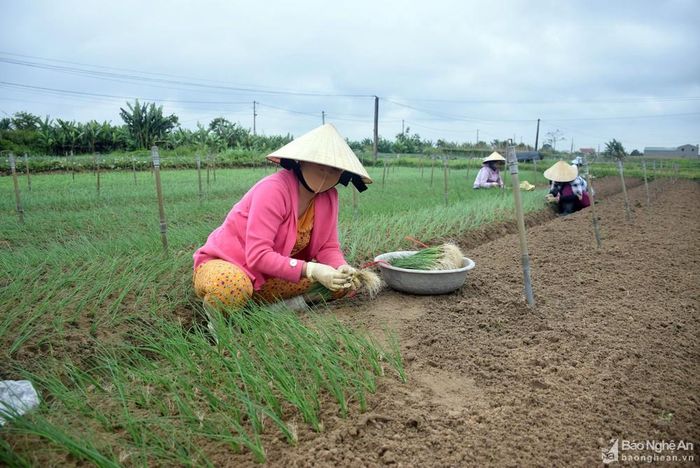 Huyện Quỳnh Lưu có thế mạnh phát triển cây vụ đông là rau, củ, quả trên vùng bãi ngang. Kế hoạch trong vụ đông này, huyện Quỳnh Lưu sản xuất 3.740 ha cây trồng các loại, trong đó 400 ha là ngô. Riêng vùng bãi ngang có 1.455 ha, chủ yếu là rau màu các loại. Trong ảnh, bà con nông dân xã Quỳnh Minh trồng hành hoa vụ đông sớm. Ảnh: Xuân Hoàng