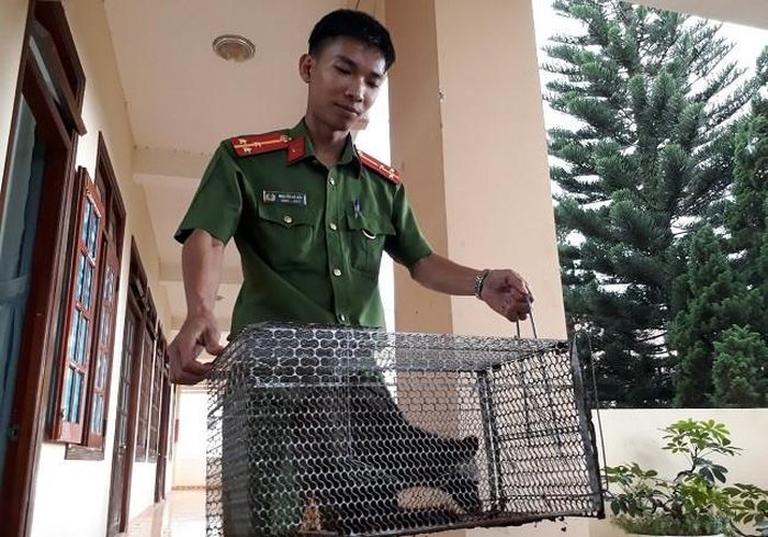 Các cá thể động vật hoang dã này được Đội Cảnh sát kinh tế Công an huyện Đức Trọng thả về rừng