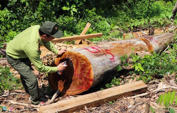  Cơ quan chức năng tỉnh Quảng Nam đang truy xét những trường hợp nghi ngờ để tìm người phá rừng. 