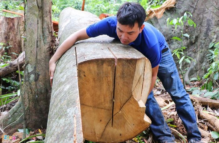  Theo lãnh đạo xã Trà Kót, địa phương có 4.000 ha rừng tự nhiên, trong đó hơn 1.200 ha thuộc dự án KfW10 và khoảng 2.800 ha giao khoán cho người dân quản lý. 