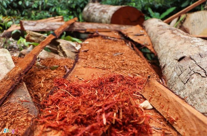  Mỗi cây gỗ dài hàng chục mét, lâm tặc cưa thành nhiều đoạn từ 2-4 m. Hàng trăm phách gỗ vẫn chưa được di chuyển ra khỏi rừng, vết mùn cưa còn mới. 