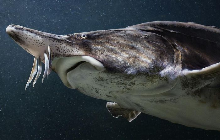  Loại cá duy nhất được dùng làm Almas là cá tầm Beluga. Vì mất tới 25 năm để trưởng thành, Beluga luôn ở trong top những loại cá tầm được săn lùng nhất thế giới. Mặt khác, một tiêu chí để đánh giá trứng cá muối là kích thước. Cá tầm Beluga có trứng to hơn phần lớn những loại khác. Ảnh: Pinterest. 
