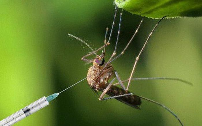 Biến muỗi cái Aedes aegypti thành muỗi đực, triệt tiêu quá trình sinh sản