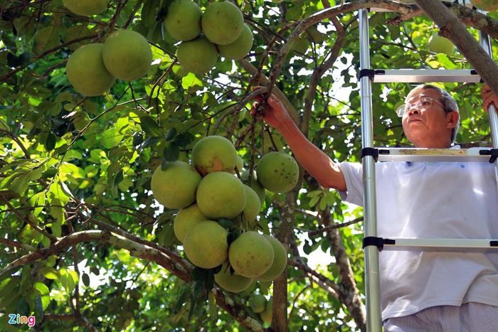 Ông Võ Bá Dũng (chủ vườn) cho biết thanh trà năm nay được mùa nhưng giá lại giảm do tình hình dịch Covid-19. "Năm vừa rồi, thanh trà có giá 40.000-45.000/kg gia đình chúng tôi thu được 70 triệu từ bán thanh trà. Năm nay, với tình hình giá hạ chỉ còn 30.000-35.000 đồng/kg thì hy vọng thu được gần 60 triệu đồng", ông Dũng nói.